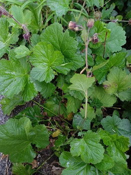 Petite herbacée ne dépassant pas 50 cm de haut. Agrandir dans une nouvelle fenêtre (ou onglet)