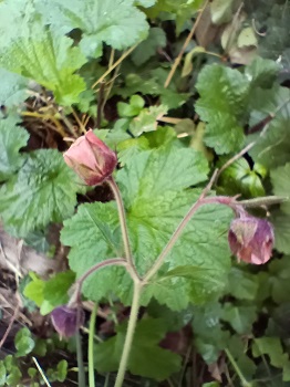 Grandes fleurs jaune rougeâtre inclinées vers le sol. Sépales brun rougeâtre et pétales jaunâtres. Agrandir dans une nouvelle fenêtre (ou onglet)