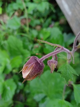 Grandes fleurs jaune rougeâtre inclinées vers le sol. Sépales brun rougeâtre et pétales jaunâtres. Agrandir dans une nouvelle fenêtre (ou onglet)