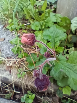 Grandes fleurs jaune rougeâtre inclinées vers le sol. Sépales brun rougeâtre et pétales jaunâtres. Agrandir dans une nouvelle fenêtre (ou onglet)