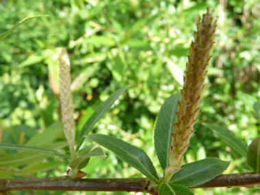 Fleurs mâles à 2 étamines et fleurs femelles à longs styles. Agrandir dans une nouvelle fenêtre (ou onglet)