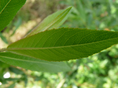 Longues (10-15 cm) feuilles alternes lancéolées formant une pointe au sommet. Vert sombre et mat dessus. Leur pétiole est plutôt petit. Agrandir dans une nouvelle fenêtre (ou onglet)