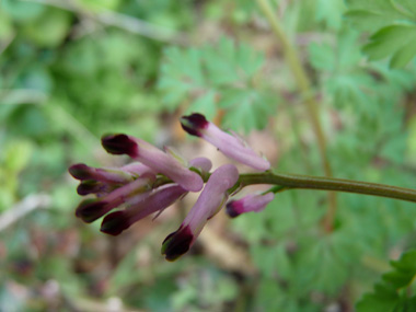 Fleurs roses à l'extrémité pourpres formant des grappes. Agrandir dans une nouvelle fenêtre (ou onglet)