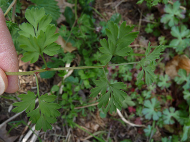 Feuilles très découpées. Agrandir dans une nouvelle fenêtre (ou onglet)