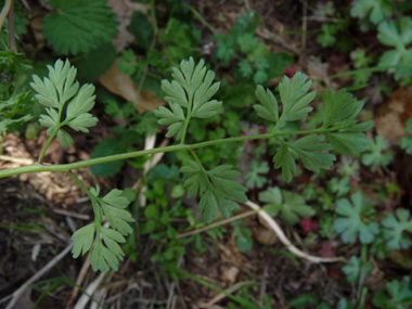 Face inférieure des feuilles. Agrandir dans une nouvelle fenêtre (ou onglet)