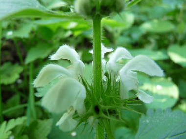 Fleurs blanches ou blanc jaunâtres voire verdâtres formant des verticilles. Agrandir dans une nouvelle fenêtre (ou onglet)