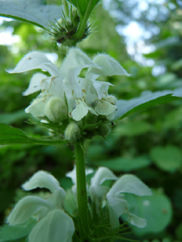 Fleurs blanches ou blanc jaunâtres voire verdâtres formant des verticilles. Agrandir dans une nouvelle fenêtre (ou onglet)