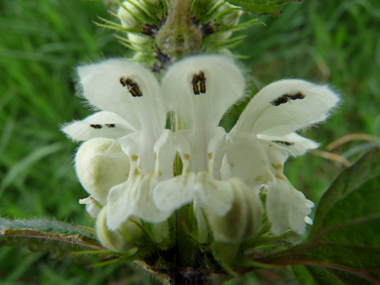 Fleurs blanches ou blanc jaunâtres voire verdâtres formant des verticilles. Agrandir dans une nouvelle fenêtre (ou onglet)