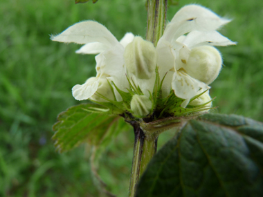 Fleurs blanches ou blanc jaunâtres voire verdâtres formant des verticilles. Agrandir dans une nouvelle fenêtre (ou onglet)