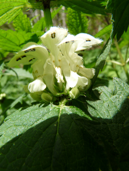 Fleurs blanches ou blanc jaunâtres voire verdâtres formant des verticilles. Agrandir dans une nouvelle fenêtre (ou onglet)