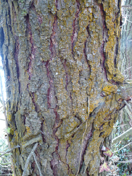 Tronc à l'écorce souvent couverte d'un lichen orangé. Agrandir dans une nouvelle fenêtre (ou onglet)