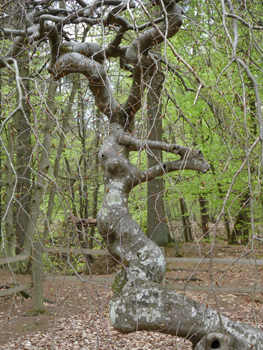 Un tronc anormalement noueux ainsi qu'un branchage tortueux sont les-2 caractéristiques majeures de ces hêtres tortillards. Agrandir dans une nouvelle fenêtre (ou onglet)
