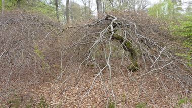 Un tronc anormalement noueux ainsi qu'un branchage tortueux sont les-2 caractéristiques majeures de ces hêtres tortillards. Agrandir dans une nouvelle fenêtre (ou onglet)