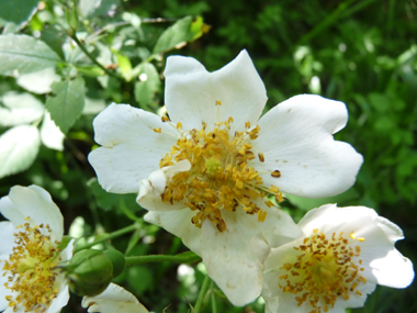 Fleurs rose pâle à blanches. Agrandir dans une nouvelle fenêtre (ou onglet)