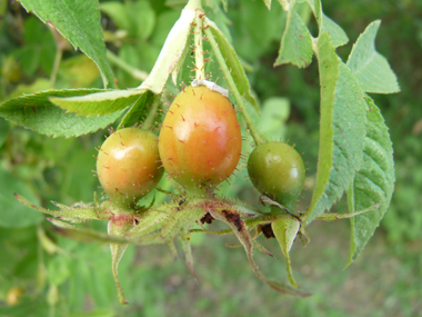 Fruits rouges à maturité appelés cynorrhodons. Agrandir dans une nouvelle fenêtre (ou onglet)