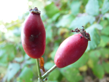Fruits rouges à maturité appelés cynorrhodons. Agrandir dans une nouvelle fenêtre (ou onglet)