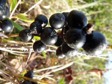 Fruits en forme de baies noires à maturité. Agrandir dans une nouvelle fenêtre (ou onglet)