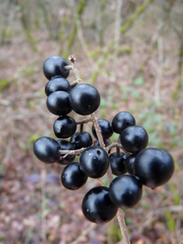 Fruits en forme de baies noires à maturité. Agrandir dans une nouvelle fenêtre (ou onglet)