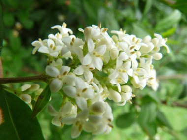 Fleurs blanches odorantes. Agrandir dans une nouvelle fenêtre (ou onglet)