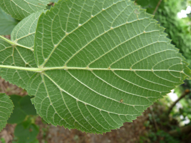 Quelques poils roux apparaissent en été sur la face inférieure des feuilles (à l'aisselle des nervures). Agrandir dans une nouvelle fenêtre (ou onglet)