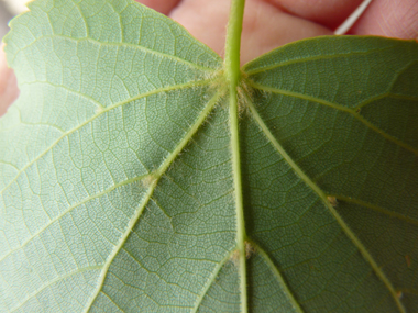 Quelques poils roux apparaissent en été sur la face inférieure des feuilles (à l'aisselle des nervures). Agrandir dans une nouvelle fenêtre (ou onglet)
