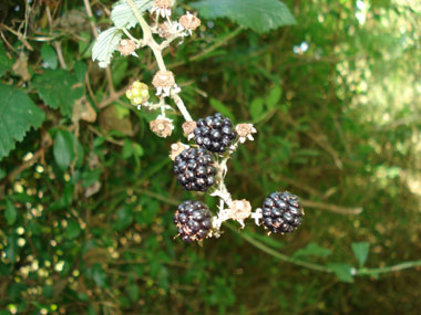 Fruits noirs à maturité. Agrandir dans une nouvelle fenêtre (ou onglet)