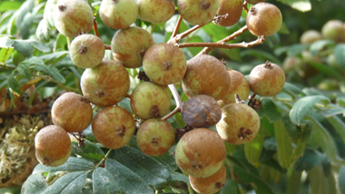 Fruits en formes de petites poires vert jaunâtre de-2 à-4 cm de diamètre et appelés cormes. Agrandir dans une nouvelle fenêtre (ou onglet)