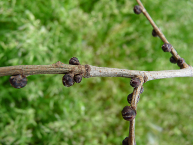 Petits bourgeons floraux globuleux brun noir visibles dès la fin de l'hiver et formant des chapelets sur les brindilles. Agrandir dans une nouvelle fenêtre (ou onglet)