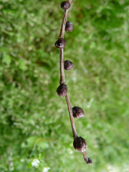 Petits bourgeons floraux globuleux brun noir visibles dès la fin de l'hiver et formant des chapelets sur les brindilles. Agrandir dans une nouvelle fenêtre (ou onglet)