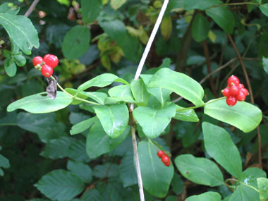 Fruits constitués de petites baies de moins d'un centimètre de diamètre, groupées en grappes et devenant rouges à maturité. Agrandir dans une nouvelle fenêtre (ou onglet)