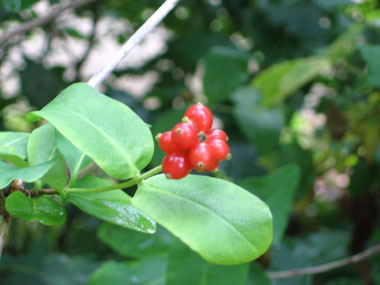 Fruits constitués de petites baies de moins d'un centimètre de diamètre, groupées en grappes et devenant rouges à maturité. Agrandir dans une nouvelle fenêtre (ou onglet)