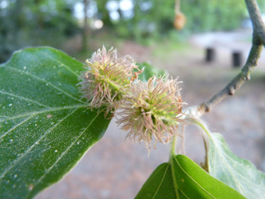 Fleurs femelles groupées par-2 dans une capsule verte et présentes au dessus des feuilles. Agrandir dans une nouvelle fenêtre (ou onglet)
