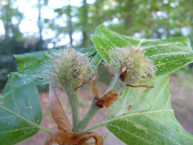 Fleurs femelles groupées par-2 dans une capsule verte et présentes au dessus des feuilles. Agrandir dans une nouvelle fenêtre (ou onglet)