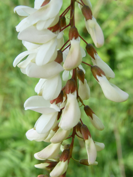 Fleurs blanches et agréablement odorantes, se présentant sous forme de grappes pendantes. Agrandir dans une nouvelle fenêtre (ou onglet)