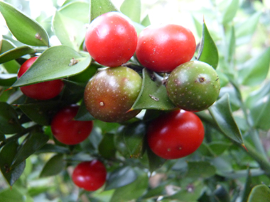 Fruits en forme de baies sphériques rouges. Agrandir dans une nouvelle fenêtre (ou onglet)