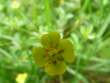 Petites fleurs jaunes d'un centimètre de diamètre dont les pièces florales sont par-4. Agrandir dans une nouvelle fenêtre (ou onglet)