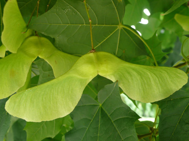 Fruit appelé disamare dont les ailes en forme de V très ouvert forment un angle obtus. Agrandir dans une nouvelle fenêtre (ou onglet)