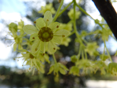 Petites fleurs jaune verdâtre. Agrandir dans une nouvelle fenêtre (ou onglet)