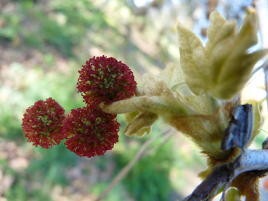 Fleurs femelles sphériques rouge brique. Agrandir dans une nouvelle fenêtre (ou onglet)