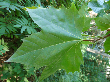 Grandes feuilles alternes au long pétiole et terminées par-3 ou-5 lobes pointus. Agrandir dans une nouvelle fenêtre (ou onglet)