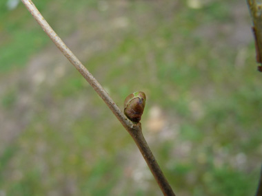 Petits bourgeons globuleux en forme de gant de boxe. Dotés de nombreuses écailles, ils sont parfois poilus. Agrandir dans une nouvelle fenêtre (ou onglet)