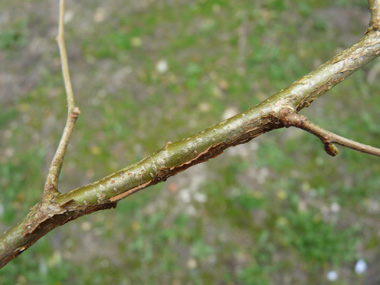 Rameaux sinueux et alternes, les jeunes étant couverts de poils rougeâtres. Agrandir dans une nouvelle fenêtre (ou onglet)