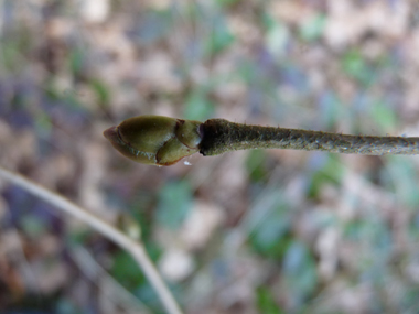 Petits bourgeons globuleux en forme de gant de boxe. Dotés de nombreuses écailles, ils sont parfois poilus. Agrandir dans une nouvelle fenêtre (ou onglet)