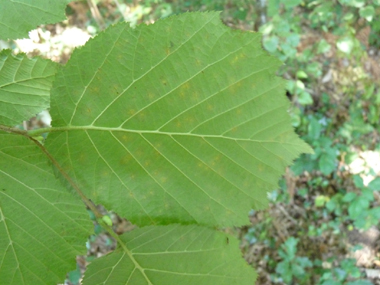 Verso de la feuille légèrement velu. Agrandir dans une nouvelle fenêtre (ou onglet)