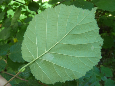 Verso de la feuille légèrement velu. Agrandir dans une nouvelle fenêtre (ou onglet)