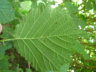 Verso de la feuille légèrement velu. Agrandir dans une nouvelle fenêtre (ou onglet)