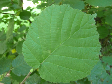 Grandes feuilles alternes et larges pouvant dépasser-10 cm de diamètre. Doublement dentées, elles montrent une amorce de lobes à leur base. Agrandir dans une nouvelle fenêtre (ou onglet)