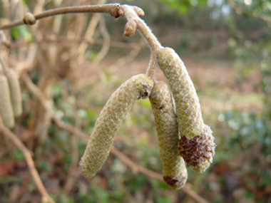 Fleurs mâles en forme de chatons pendants de couleur jaune. Agrandir dans une nouvelle fenêtre (ou onglet)