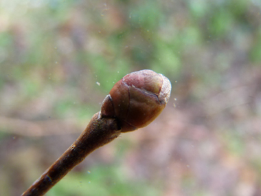 Petits bourgeons globuleux en forme de gant de boxe. Dotés de nombreuses écailles, ils sont parfois poilus. Agrandir dans une nouvelle fenêtre (ou onglet)