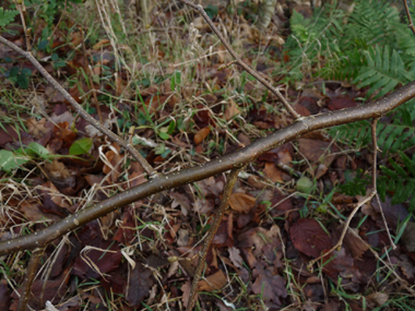 Rameaux sinueux et alternes, les jeunes étant couverts de poils rougeâtres. Agrandir dans une nouvelle fenêtre (ou onglet)